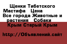 Щенки Тибетского Мастифа › Цена ­ 60 000 - Все города Животные и растения » Собаки   . Крым,Старый Крым